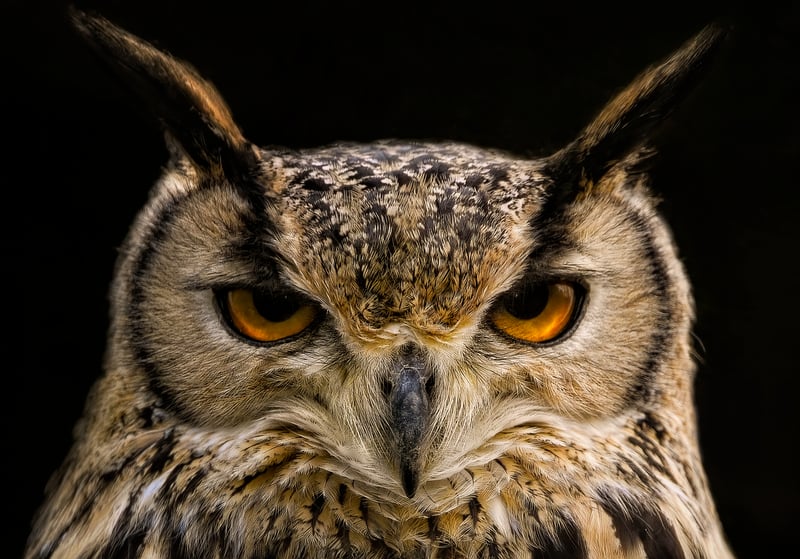 Paper Plate Owl